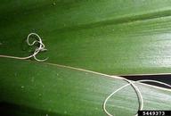 Close-up showing filaments on leaf margins