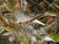 dog-strangling vine, European swallowwort (<em>Vincetoxicum rossicum</em>) seed(s) on (<em> </em>)