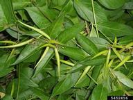 dog-strangling vine, European swallowwort (<em>Vincetoxicum rossicum</em>) fruit(s) on (<em> </em>)