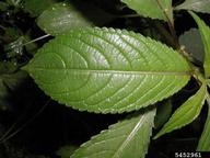 Himalayan balsam (<em>Impatiens glandulifera</em>) foliage on (<em> </em>)