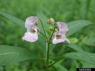 Himalayan balsam (<em>Impatiens glandulifera</em>) flower(s) on (<em> </em>)