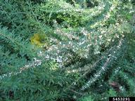 sericea lespedeza (<em>Lespedeza cuneata</em>) plant(s) on (<em> </em>)