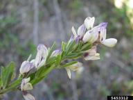 sericea lespedeza (<em>Lespedeza cuneata</em>) flower(s) on (<em> </em>)