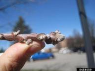 black walnut winter twig (Juglans nigra)