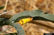 sulfur knapweed root moth (<em>Agapeta zoegana</em>) adult(s) on spotted knapweed (<em>Centaurea stoebe</em>)