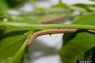 field bindweed moth (<em>Tyta luctuosa</em>) larva(e) on field bindweed (<em>Convolvulus arvensis</em>)