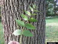 black walnut (<em>Juglans nigra</em>) bark on black walnut (<em>Juglans nigra</em>)