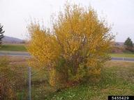 autumn olive (<em>Elaeagnus umbellata</em>) plant(s) on (<em> </em>)