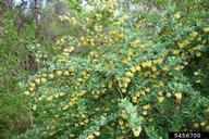 Hybrid barberry (<em>Berberis x ottawensis</em>) plant(s) on (<em> </em>)