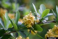 Hybrid barberry (<em>Berberis x ottawensis</em>) flower(s) on (<em> </em>)