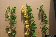 Hybrid barberry (<em>Berberis x ottawensis</em>) twig(s)/shoot(s) on (<em> </em>)