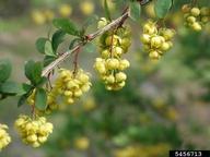 Hybrid barberry (<em>Berberis x ottawensis</em>) flower(s) on (<em> </em>)