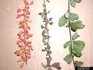Hybrid barberry (<em>Berberis x ottawensis</em>) foliage on (<em> </em>)