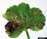 Numerous foliar lesions as viewed on underside of infected leaf.