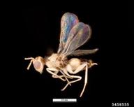 erythrina gall wasp (<em>Quadrastichus erythrinae</em>) adult(s) on (<em> </em>)