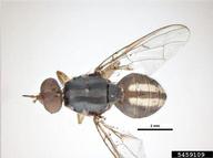 fruit fly (<em>Bactrocera kirki</em>) adult(s) on  (<em>  </em>)
