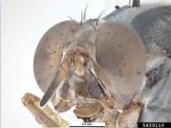 head