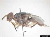 fruit fly (<em>Bactrocera kirki</em>) adult(s) on  (<em>  </em>)