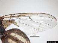 wing