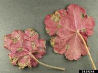 Telia on leaf undersides