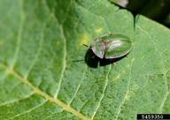 thistle tortoise beetle (<em>Cassida rubiginosa</em>) adult(s) on (<em> </em>)