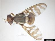 Breadfruit Fruit Fly (<em>Bactrocera umbrosa</em>) adult(s) on  (<em>  </em>)