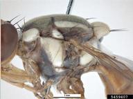 Breadfruit Fruit Fly (<em>Bactrocera umbrosa</em>) adult(s) on  (<em>  </em>)