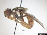 Breadfruit Fruit Fly (<em>Bactrocera umbrosa</em>) adult(s) on  (<em>  </em>)