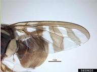 wing