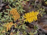 acacia (<em>Acacia spp.</em>) flower(s) on (<em> </em>)