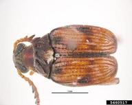 azuki bean weevil (<em>Callosobruchus chinensis</em>) adult(s) on  (<em>  </em>)