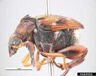 azuki bean weevil (<em>Callosobruchus chinensis</em>) adult(s) on  (<em>  </em>)