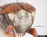 azuki bean weevil (<em>Callosobruchus chinensis</em>) adult(s) on  (<em>  </em>)