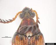 pronotum