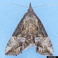 Mark Dreiling,  Bugwood.org DNA iBOL LPOKA347-08