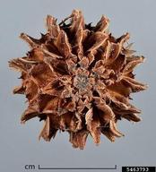 Fruit, close-up, top view.