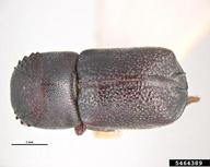 conifer auger beetle (<em>Sinoxylon unidentatum</em>) adult(s) on  (<em>  </em>)