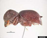 conifer auger beetle (<em>Sinoxylon unidentatum</em>) adult(s) on  (<em>  </em>)