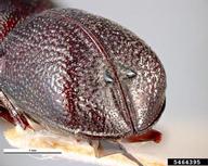 conifer auger beetle (<em>Sinoxylon unidentatum</em>) adult(s) on  (<em>  </em>)