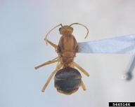 longlegged ant (<em>Anoplolepis gracilipes</em>) adult(s) on  (<em>  </em>)
