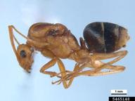 longlegged ant (<em>Anoplolepis gracilipes</em>) adult(s) on  (<em>  </em>)