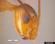 longlegged ant (<em>Anoplolepis gracilipes</em>) adult(s) on  (<em>  </em>)