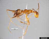 longlegged ant (<em>Anoplolepis gracilipes</em>) adult(s) on  (<em>  </em>)