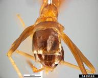 longlegged ant (<em>Anoplolepis gracilipes</em>) adult(s) on  (<em>  </em>)