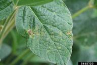 bacterial leaf spot (<em>Pseudomonas syringae</em>) symptoms on soybean (<em>Glycine max</em>)