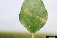 bacterial leaf spot (<em>Pseudomonas syringae</em>) symptoms on soybean (<em>Glycine max</em>)