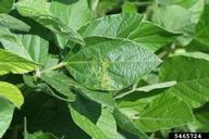 bacterial leaf spot (<em>Pseudomonas syringae</em>) symptoms on soybean (<em>Glycine max</em>)