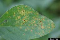 bacterial leaf spot (<em>Pseudomonas syringae</em>) symptoms on soybean (<em>Glycine max</em>)