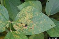 bacterial leaf spot (<em>Pseudomonas syringae</em>) symptoms on soybean (<em>Glycine max</em>)