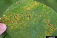 bacterial pustule of soybean disease (<em>Xanthomonas axonopodis pv. glycines</em>) symptoms on soybean (<em>Glycine max</em>)